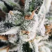 Santa Marta Haze Auto