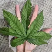 Santa Marta Haze Auto