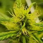1st Grow ever, Find it out side