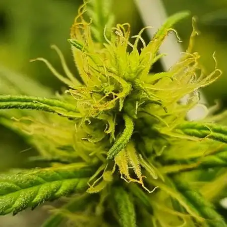 1st Grow ever, Find it out side