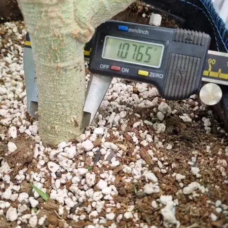 1st Grow ever, Find it out side
