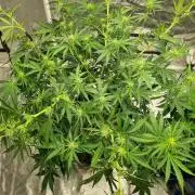 Santa Marta Haze Auto