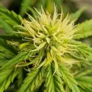 Santa Marta Haze Auto