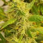 1st Grow ever, Find it out side
