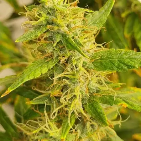 1st Grow ever, Find it out side