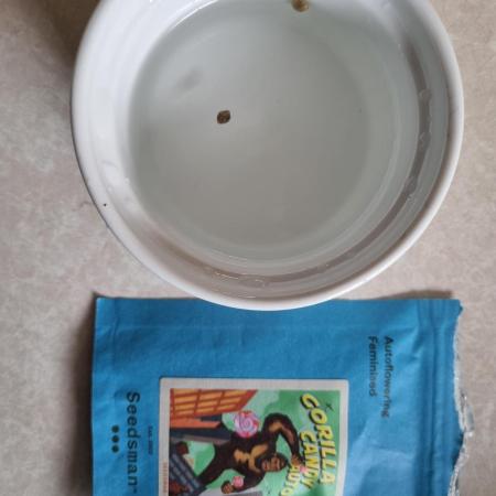 Seedsman – Gorilla Candy