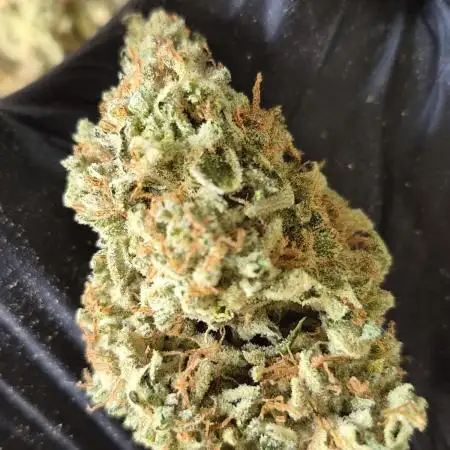 Santa Marta Haze Auto