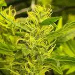 1st Grow ever, Find it out side