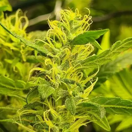 1st Grow ever, Find it out side