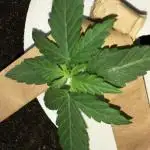 Glue Gelato (Auto)