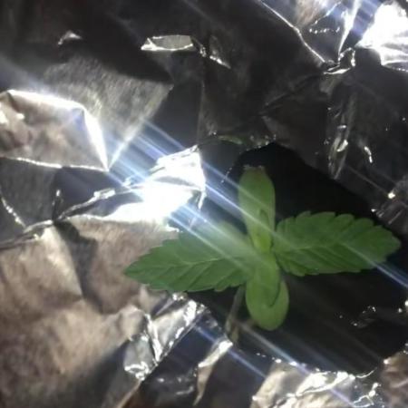 Glue Gelato (Auto)