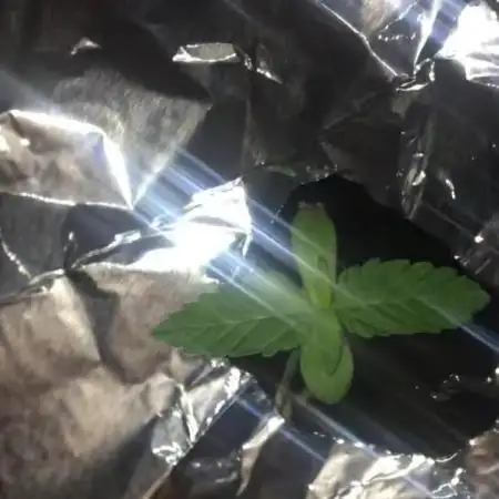 Glue Gelato (Auto)