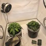 Erster Hydroponic Anbau