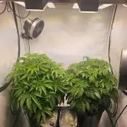 Erster Hydroponic Anbau