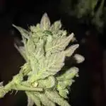 Swett ZZ + Apple Fritter Autos RQS