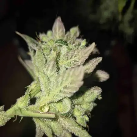 Swett ZZ + Apple Fritter Autos RQS