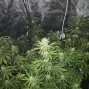 Mephisto : Bear Knuckles