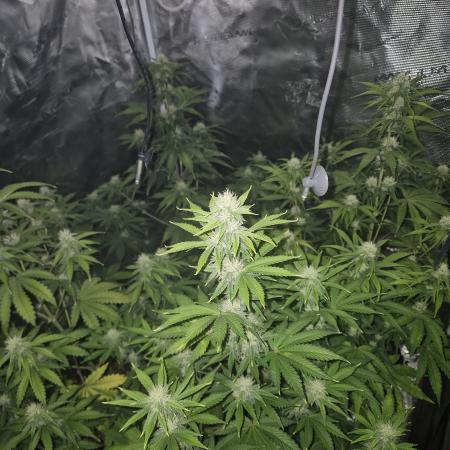 Mephisto : Bear Knuckles