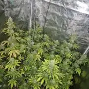 Mephisto : Bear Knuckles