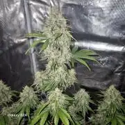 Fast4buds - Mephisto