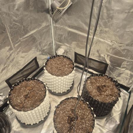 Fast4buds - Mephisto