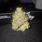 Mephisto : Bear Knuckles