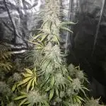 Swett ZZ + Apple Fritter Autos RQS