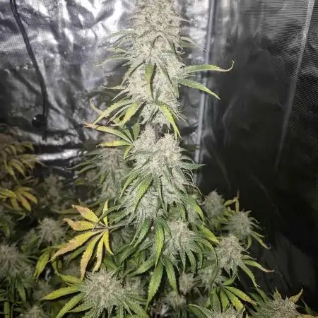 Swett ZZ + Apple Fritter Autos RQS