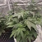 Mephisto : Bear Knuckles