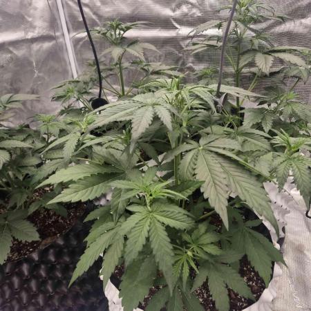 Mephisto : Bear Knuckles