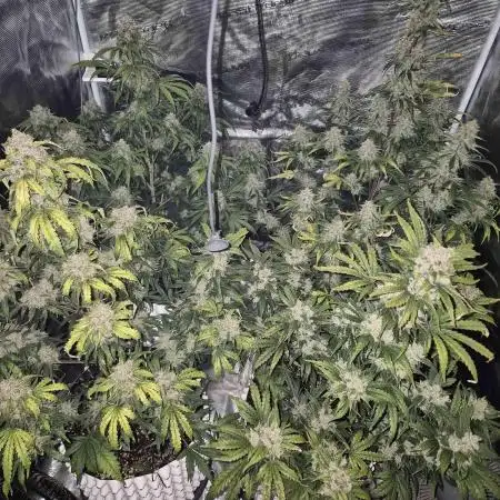 Swett ZZ + Apple Fritter Autos RQS