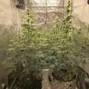 Mephisto : Bear Knuckles