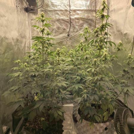 Mephisto : Bear Knuckles