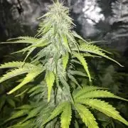 Mephisto : Bear Knuckles