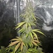 Mephisto : Bear Knuckles