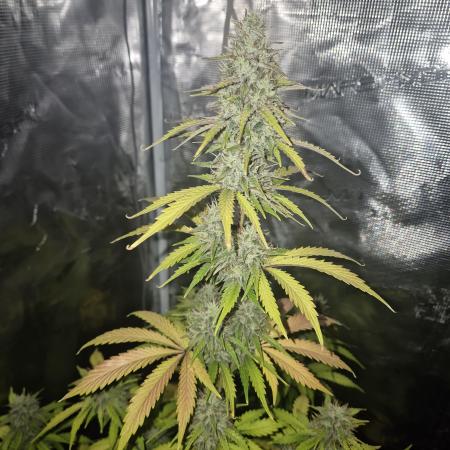 Mephisto : Bear Knuckles