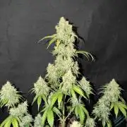 Fast4buds - Mephisto