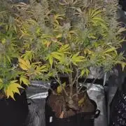 Kings Juice x Kings Kush - GreenHouse Co