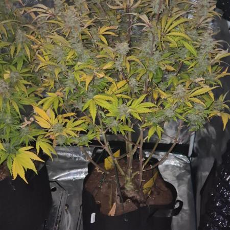 Kings Juice x Kings Kush - GreenHouse Co