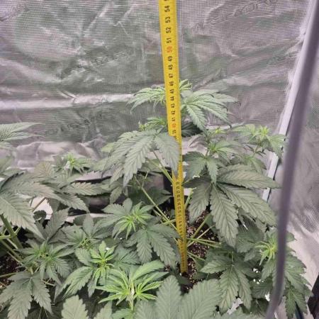 Mephisto : Bear Knuckles