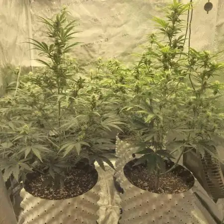 Swett ZZ + Apple Fritter Autos RQS