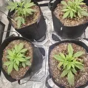 Kings Juice x Kings Kush - GreenHouse Co