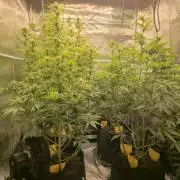 Kings Juice x Kings Kush - GreenHouse Co