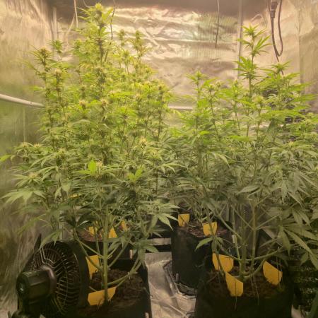 Kings Juice x Kings Kush - GreenHouse Co