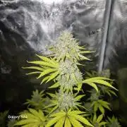 Mephisto : Bear Knuckles