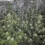 Swett ZZ + Apple Fritter Autos RQS