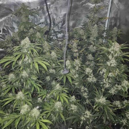 Swett ZZ + Apple Fritter Autos RQS