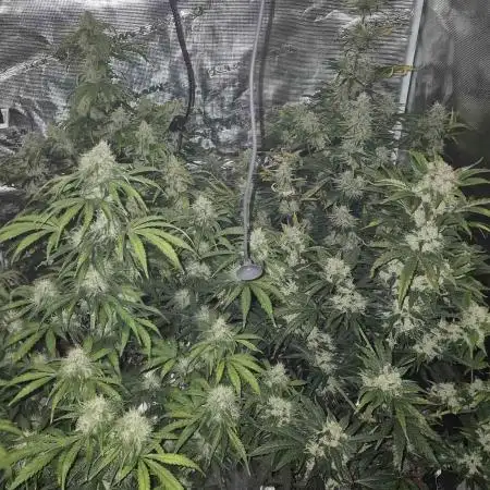 Swett ZZ + Apple Fritter Autos RQS
