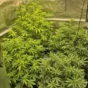 Kings Juice x Kings Kush - GreenHouse Co