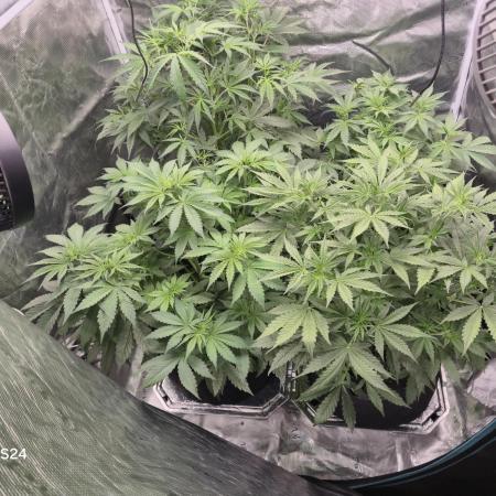 Kings Juice x Kings Kush - GreenHouse Co